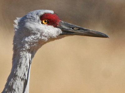 Sandhill Crane