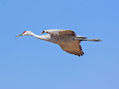 SandhillCrane