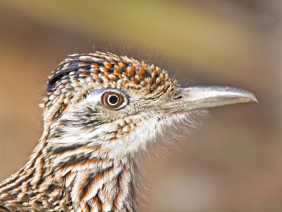 Greater Roadrunner