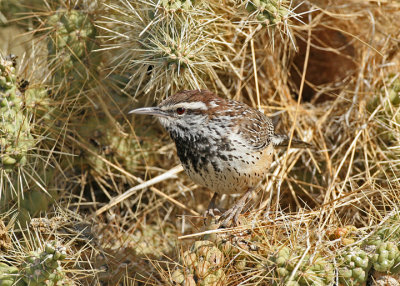 Cactus Wren