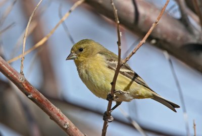 Lesser Goldfinch