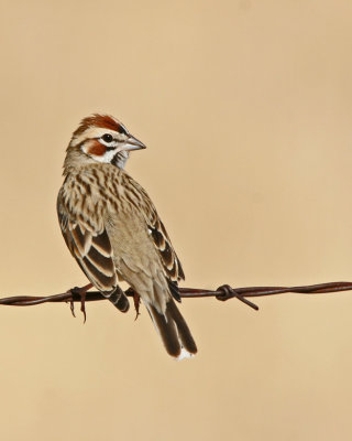 Lark Sparrow