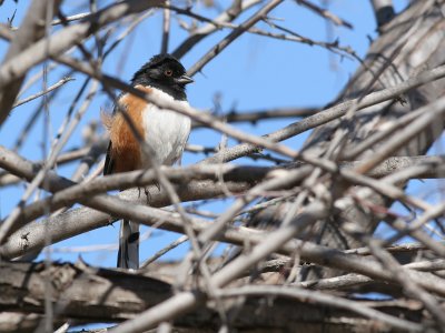 Spotted Towhee