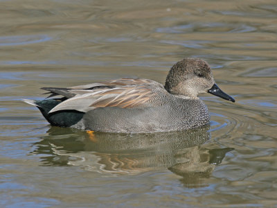 Gadwall