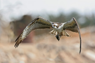 Osprey