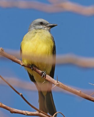 flycatchers