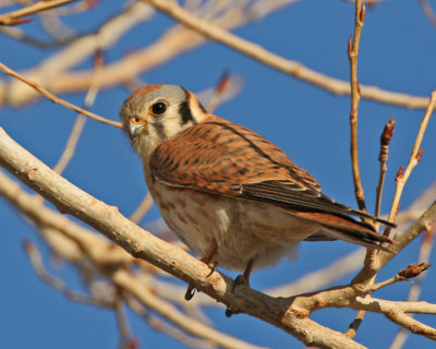 American Kestrel