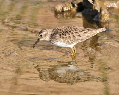 Least Sandpiper