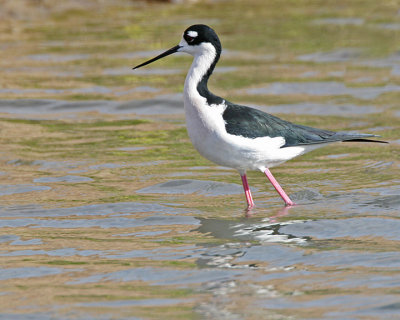 Black-necked Stilt