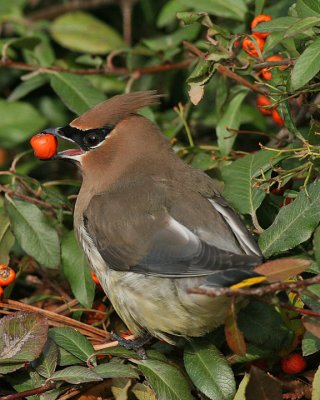 Cedar Waxwing