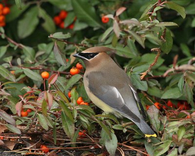 Cedar Waxwing