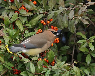 Cedar Waxwing