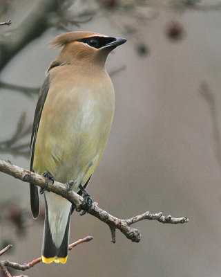 Cedar Waxwing