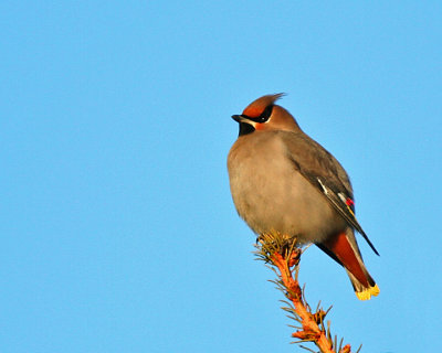 Bohemian  Waxwings