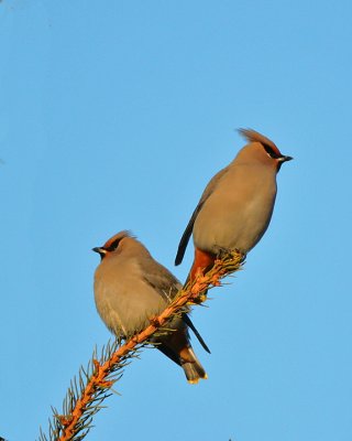 Bohemian  Waxwings-164.jpg