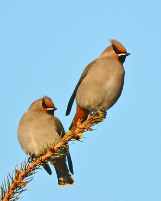 Bohemian  Waxwings-171.jpg