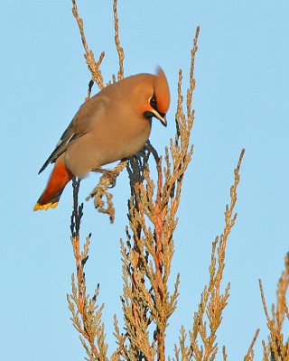 Bohemian Waxwing