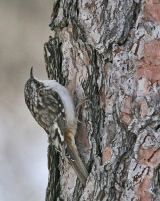 Brown Creeper