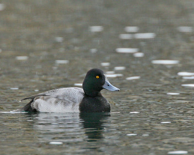 waterfowl