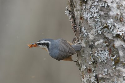 Red-breasted Nuthatch