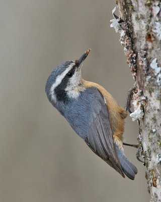 chickadees_nuthatches_and_verdin