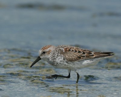 Western Sandpiper