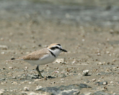 Kentish or Snowy Plover