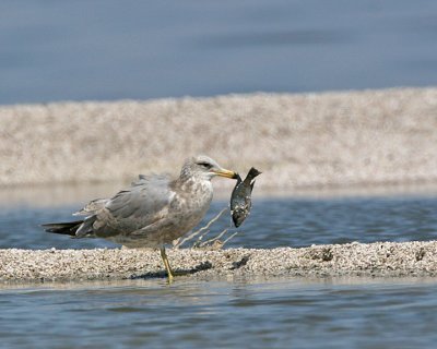 California Gull