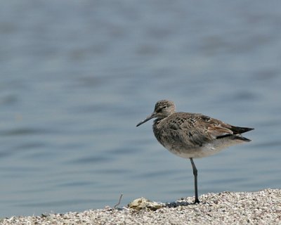 Willet