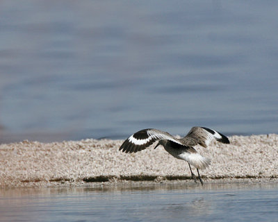 Willet