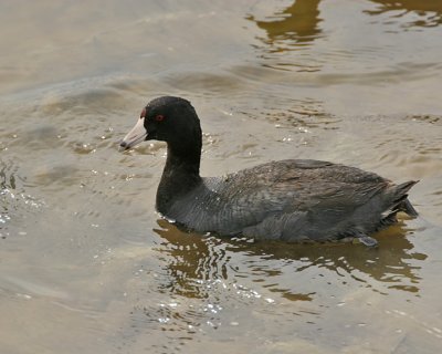 American Coot