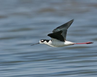 killdeer_stilts_avocets