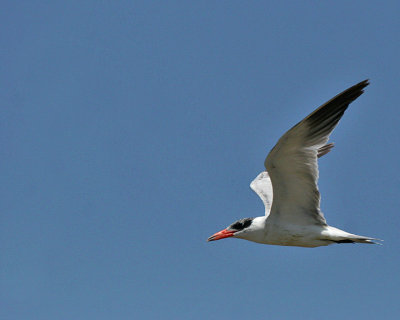 Caspian Tern