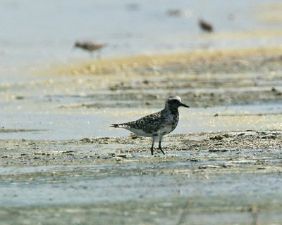 Black Turnstone