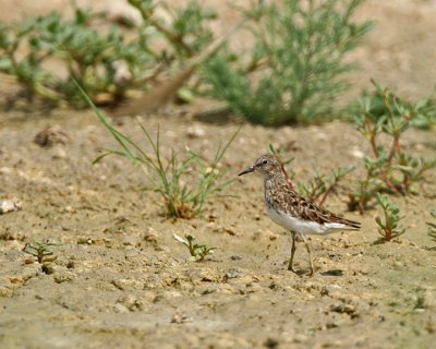 Least Sandpiper