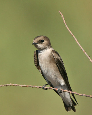 Northern Rough-winged Swallow