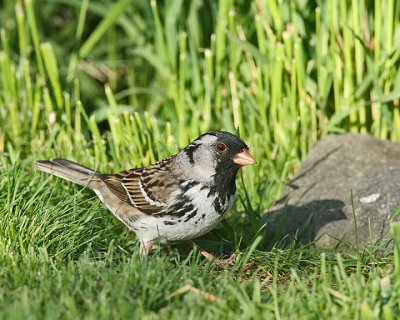 Harris's Sparrow