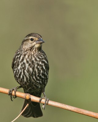 Red-winged Blackbird, female