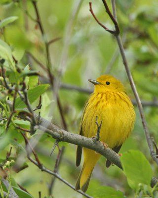 Yellow Warbler