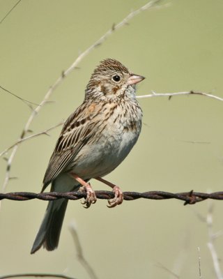 Vesper Sparrow