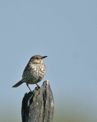 Sage Thrasher