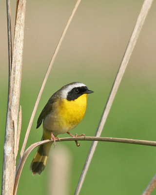 Common Yellowthroat