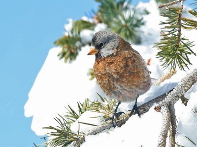 Gray-crowned Rosy -Finch