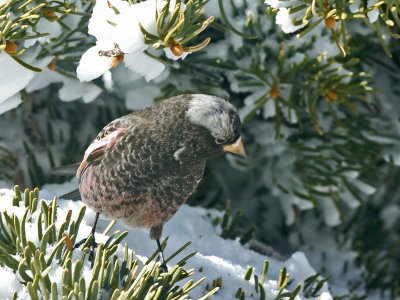Black Rosy-Finch