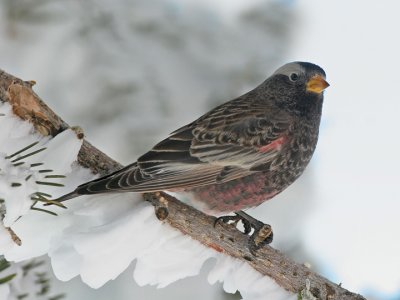 Black Rosy-Finch