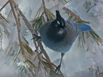 Stellers Jay