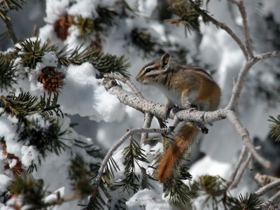 Chipmunk