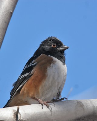 sparrows