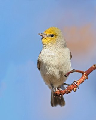 Verdin