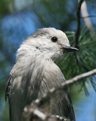 Gray Jay